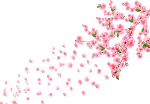 Sakura is out of focus. Cherry branches with delicate pink flowers, leaves an Stock Illustration