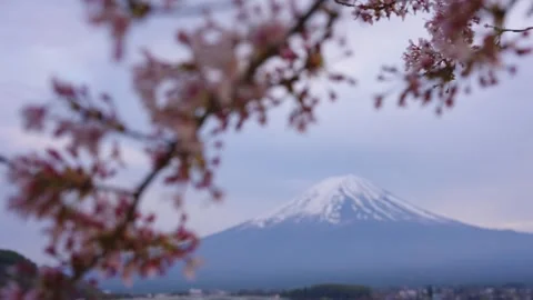 Sakura over Mt Fuji in Early Evening, Dusk Falling over Japan Stock Footage 339766211
