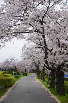 Sakura path Stock Photos
