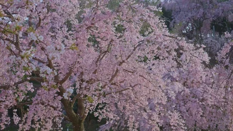 Sakura pedals flying Stock Footage 91114681
