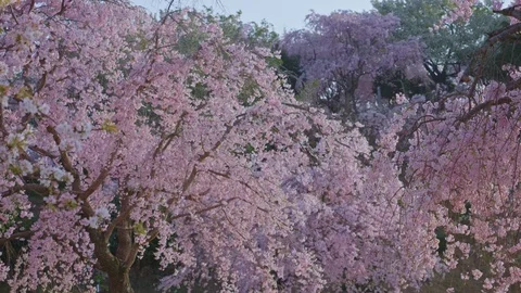 Sakura Pedals flying in the wind 2 Stock Footage 91114605