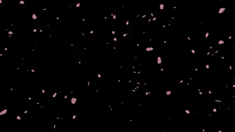Sakura Petals Alpha-Channel Stock Footage 71963505