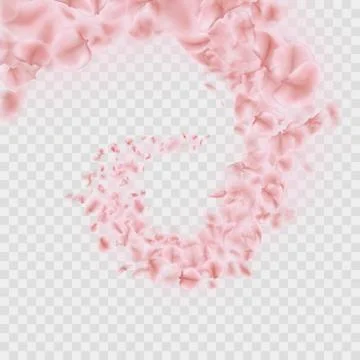 Sakura petals are falling in vortex transparent effect. EPS 10 vector Stock Illustration