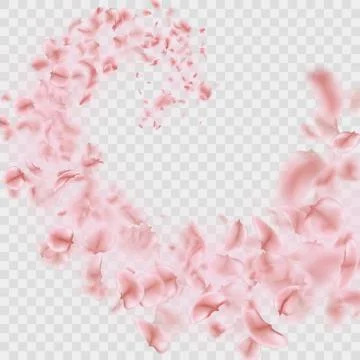 Sakura petals are falling in vortex transparent effect. EPS 10 vector Stock Illustration
