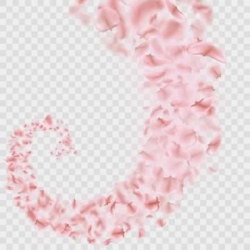 Sakura petals are falling in vortex transparent effect. EPS 10 vector Stock Illustration