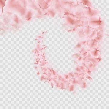 Sakura petals are falling in vortex transparent effect. EPS 10 vector Stock Illustration