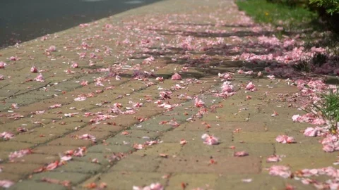 Sakura petals Fall on the sidewalk in the city. The fallen petals of pink Stock Footage 108896258