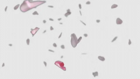 Sakura Petals falling - Clip with alpha channel Video stock 274883583