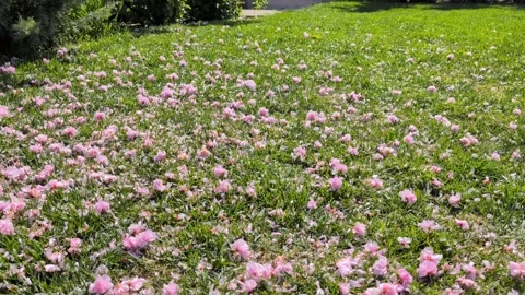 Sakura-petals-falling Stock Footage 336629503
