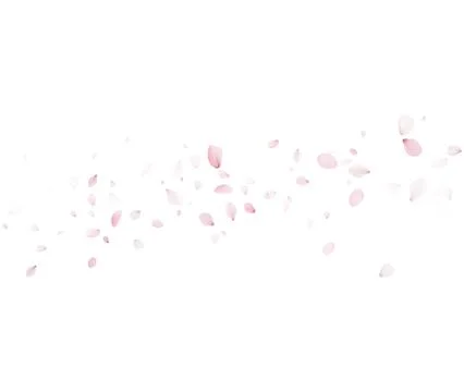 Sakura Petals Falling Vector Background For Romantic Spring Design Stock-Illustration