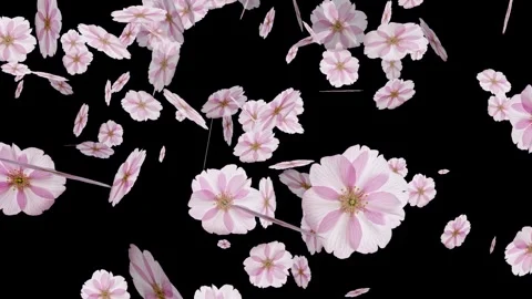 Sakura petals gently falling, seamless animated cherry blossom background. Stock Footage 313949459