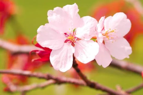 Sakura Stock Photos