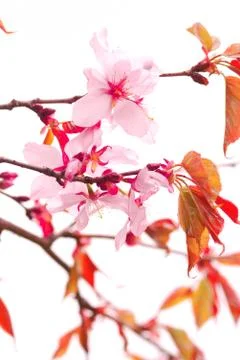 Sakura Stock Photos