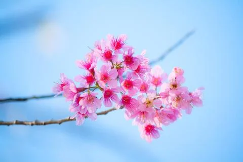 Sakura Stock Photos