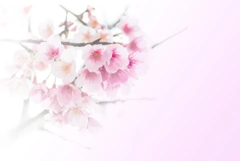 Sakura Stock Photos