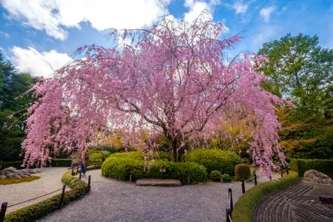 Sakura 스톡 사진