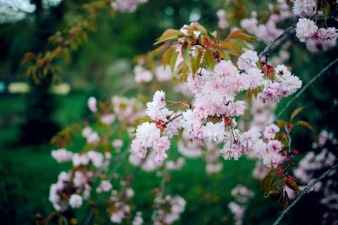 Sakura Stock Photos