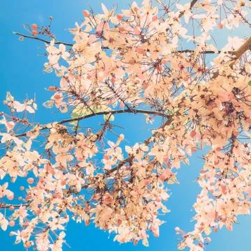 Sakura Stock Photos