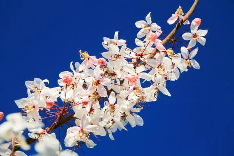 Sakura Stock Photos