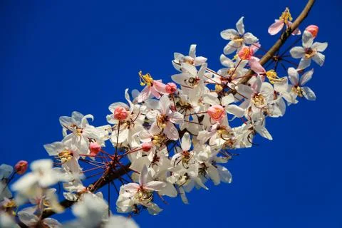 Sakura Stock Photos