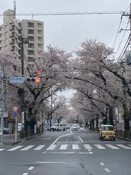 Sakura Stock Photos