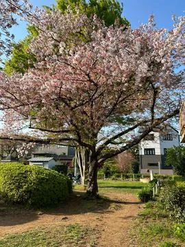 Sakura 스톡 사진