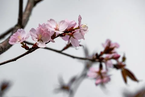 Sakura Stock Photos