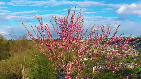 Sakura on a pile of garbage Video stock 170961617