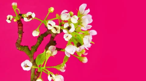 Sakura on pink 4k Stock Footage 52635271