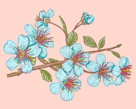 Sakura on pink background. Stock Illustration