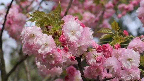 Sakura. Pink cherry blossoms. Stock Footage 272334388