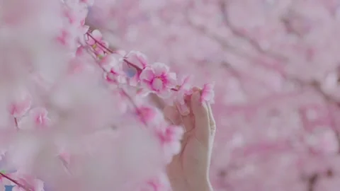 Sakura pink flower Love Elements of Nature Stock Footage 154147092