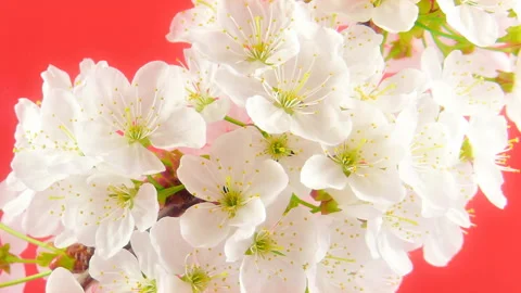 Sakura on pink 動画素材 86142298