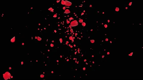 Sakura Pink Red petals falling down. Romantic flowers Flying petals white loop Stock Footage 140245667