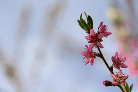 Sakura pink tree branch or cherry blossom closeup Stock Photos