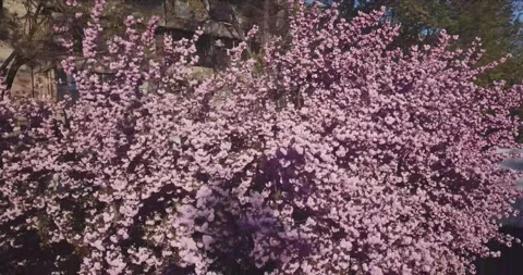 Sakura pink tree nature view 動画素材 130980254