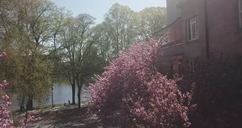 Sakura pink tree nature view 動画素材 130980299