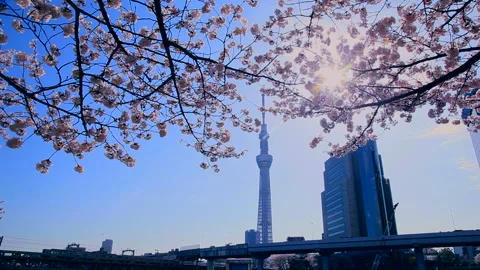 Sakura, Rays of the Sun, and Tokyo Skytree Vidéo 332466111