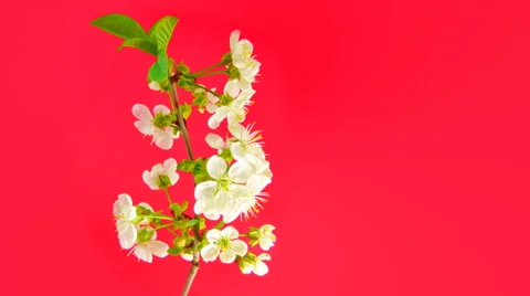 Sakura on red 4k Stock Footage 52634432