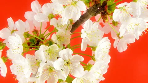 Sakura on red Stock Footage 86142327
