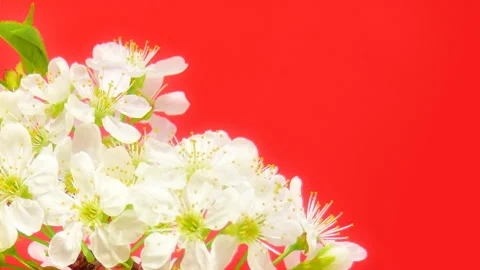 Sakura on red Stock Footage 86142343