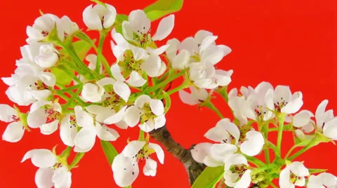 Sakura on red HD Video stock 52634947