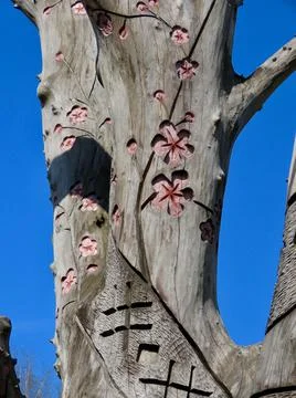 Sakura in Riga Stock Photos