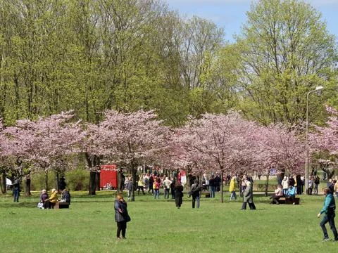 Sakura in Riga Stock Photos