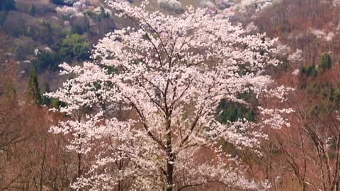 Sakura at Sensen Gorge Stock-Footage 330974328