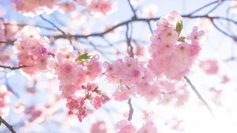 Sakura Serenity: Spring Awakening Video stock 339274164