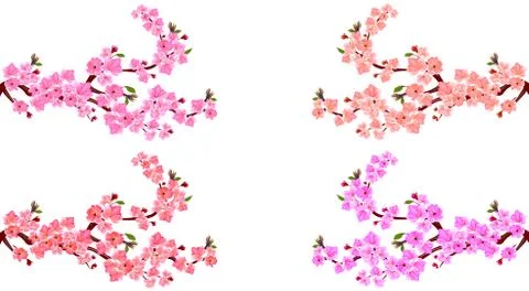 Sakura. Set. Four branches with different shades of flowers. Leaves and cherr Stock Illustration