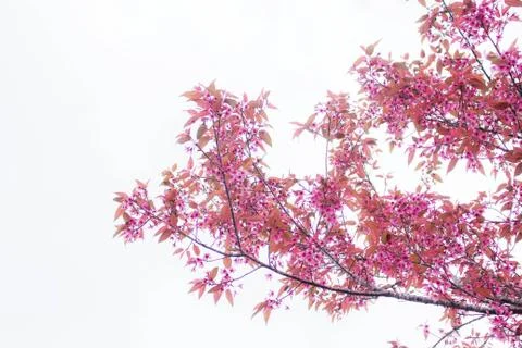 Sakura on the sky. Foto stock