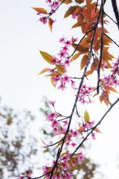 Sakura with sky. Stock Photos