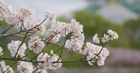 Sakura in Spring Cherry Blossoms Video stock 76752869